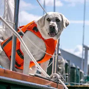 Monterey Bay Dog LifeJacket
