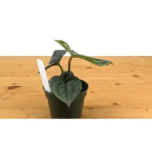 Anthurium Luxurians 4 Inch Pot