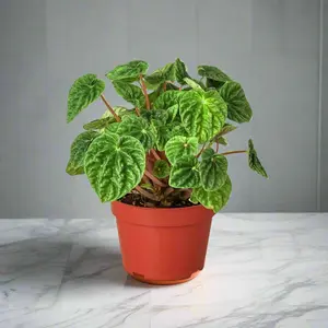 Peperomia 'Ripple'