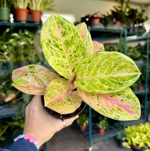 Aglaonema pink emerald / rainbow - 4” pot