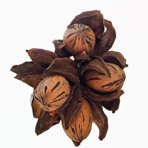 Sweet Pecan Tree Live Plant with Sweet and Crunchy Nuts for Winter Garden and Home Decor Enhance Your Culinary Creations