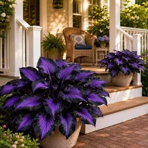Hosta Seeds – Non-GMO Perennial Shade Plant for Garden Beds, Borders & Yard Landscaping
