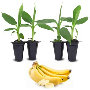 Banana Trees (4 Pack) Set of live fruit plants.