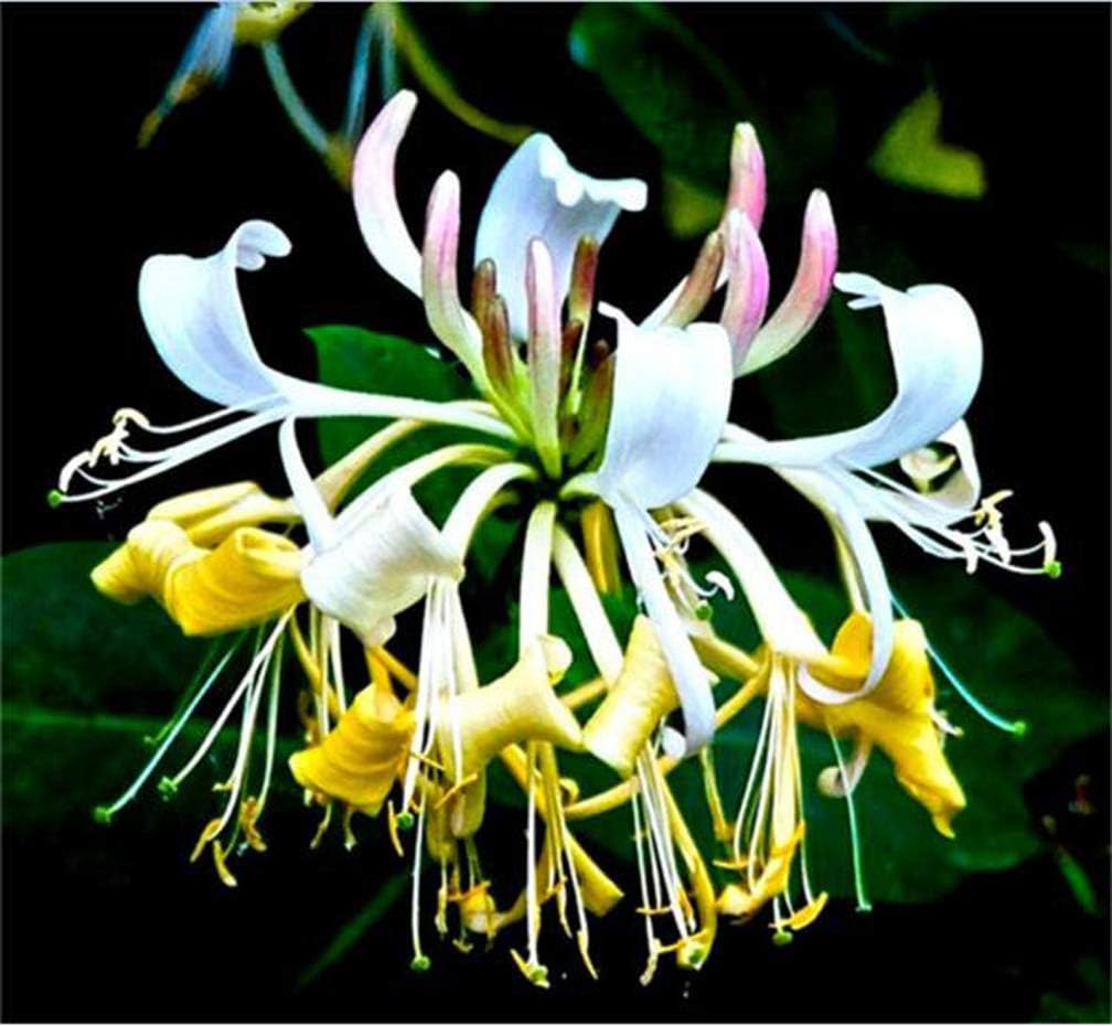 1000 Mixed Honeysuckle Seeds Honeysuckle Plant Vine Fragrant Cloud Honeysuckle Flowers Striking Potted Hanging Flowers Attract Pollinators