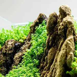 5000 Seeds Mini Aquarium Grass Plant Seeds Water Grasses Random Aquatic Plant Grass Seeds Indoor Beautifying Plant Seeds Oxygenating Weed Live Pond Plant Seeds,Fish Aquatic Water Grass Decor-Big Leaf