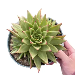 8” Lipstick Echeveria Indoor Sculpture - Pet Friendly