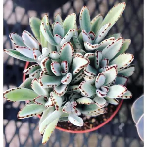 Kalanchoe Chocolate Panda - 4 Live Starter Plants in 2 Inch Pots - Kalanchoe Tomentosa - Drought Tolerant Indoor Outdoor Cacti Succulent Houseplant