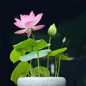 40 Pcs Bowl Lotus Seeds: Ideal for Indoor/Outdoor Water Gardens, Easy Growth, Low Maintenance, Includes Planting Guide