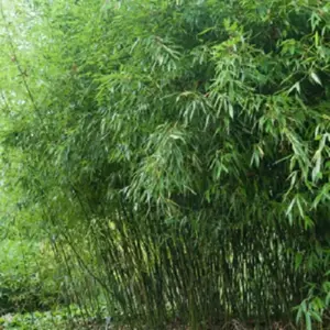 Green River 50 Bissetii Bamboo Seeds - High Quality Sprouting, Fast Growing Seeds Pack, Non-Invasive Evergreen, Ornamental Use, and All Seasons Garden Landscape,Erosion Control