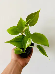 Philodendron Hederaceum 'Heartleaf' - 3" Pot