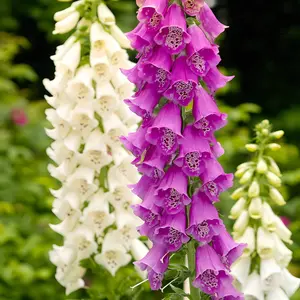 Elegant Pink Foxglove - Perfect for Adding Height and Drama to Shady Gardens 200-500 seeds