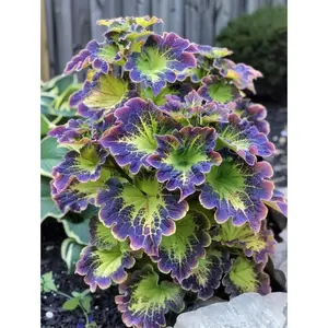 800+ Rare Seeds for Planting Perennial Shade-Tolerant Foliage That Complements Any Landscape