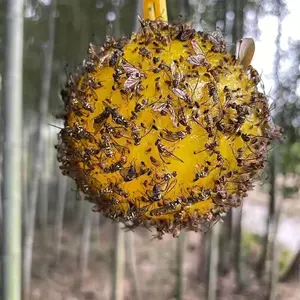 Effective Fruit Fly Traps for Indoor and Outdoor Pest Control