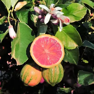 Pink Variegated Lemon Tree 5" Indoor Houseplant - Citrus limon ‘Variegated Pink’ - Striped Green-and-Cream Foliage for Vibrant Home Decor and Fresh Citrus Scent - Orange Flower