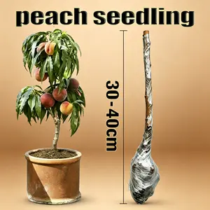 Triennial Dwarf Peach Tree Seedlings (Peach) - The fruit is full and sweet, suitable for making jam, salsa and barbecue dishes, and is an excellent choice for yard planting!