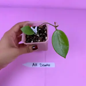 Hoya AH Santa 2.5” | Rare Hoya | Collector Plant