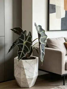 LZ10 Live Stream Exclusive Link  4-Inch Calathea Concinnia Live Houseplant in Pot – Decorative Indoor Green Plant