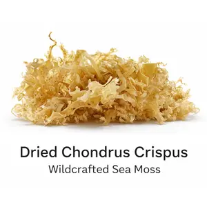 1 lb Dried Chondrus Crispus Irish Moss, Wildcrafted Natural Sea Moss for Gel, Smoothies & Skincare, Nutrient-Rich Superfood