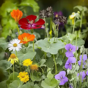 Edible Flower Mix Bulk Flower Seeds, 1lb