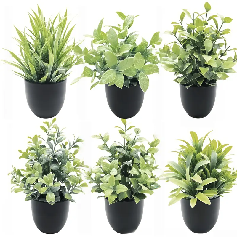 black raven zz plant ZZ Plant 'Raven' 4