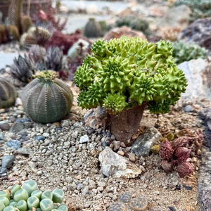 Alien Plant Colony
