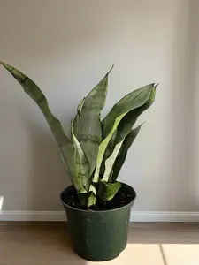 Moonshine Snake Plant (Dracaena trifasciata 'Moonshine')