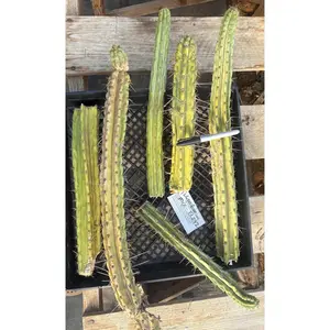 #EC292 EXACT Trichocereus Mixed Cactus cutting TLC Lot
