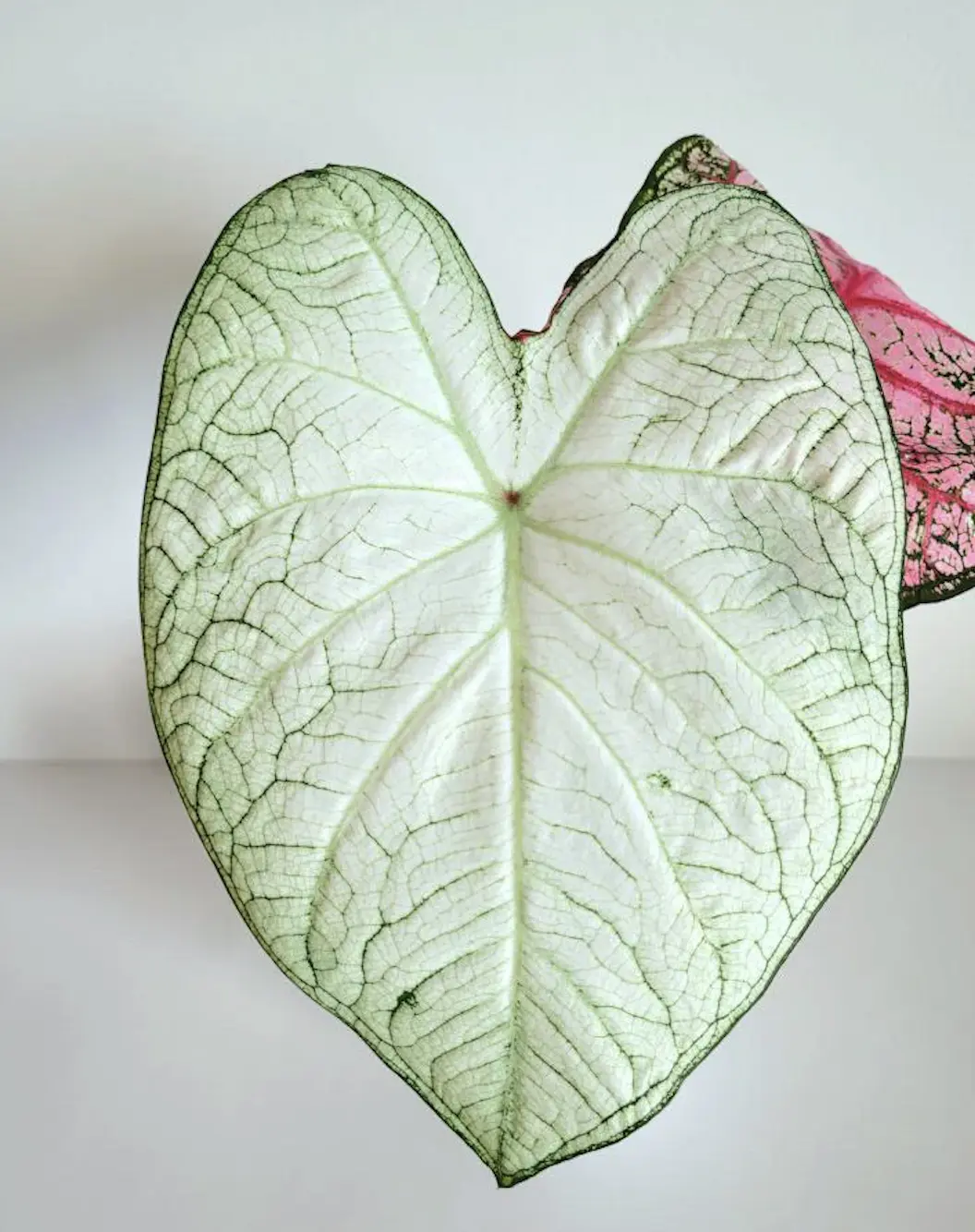10 June Bride Fancy Caladium Bulbs for Planting - Exotic White Elephant Ears Bulbs
