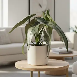 Alocasia 'Dragons Breath'