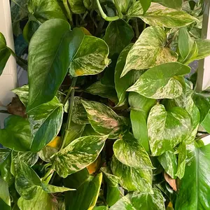 Marble Queen Pothos Live Plant Marble Queen Pothos Live Plant