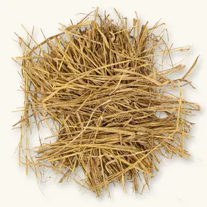 Natural Swamp Grass (12oz) by Betta Botanicals for Shrimp Tanks & Blackwater Aquariums