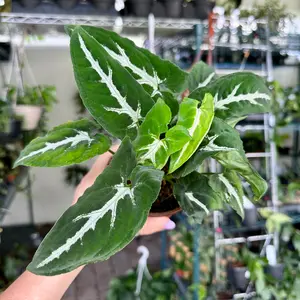 4” Syngonium wendlandii