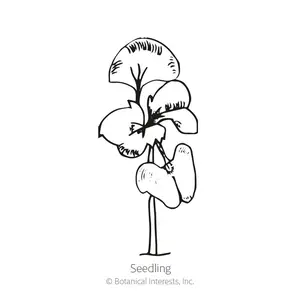 Sweet Thai Basil Seeds