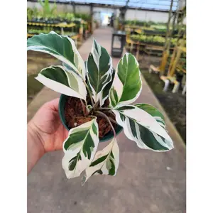 Calathea White Fussion