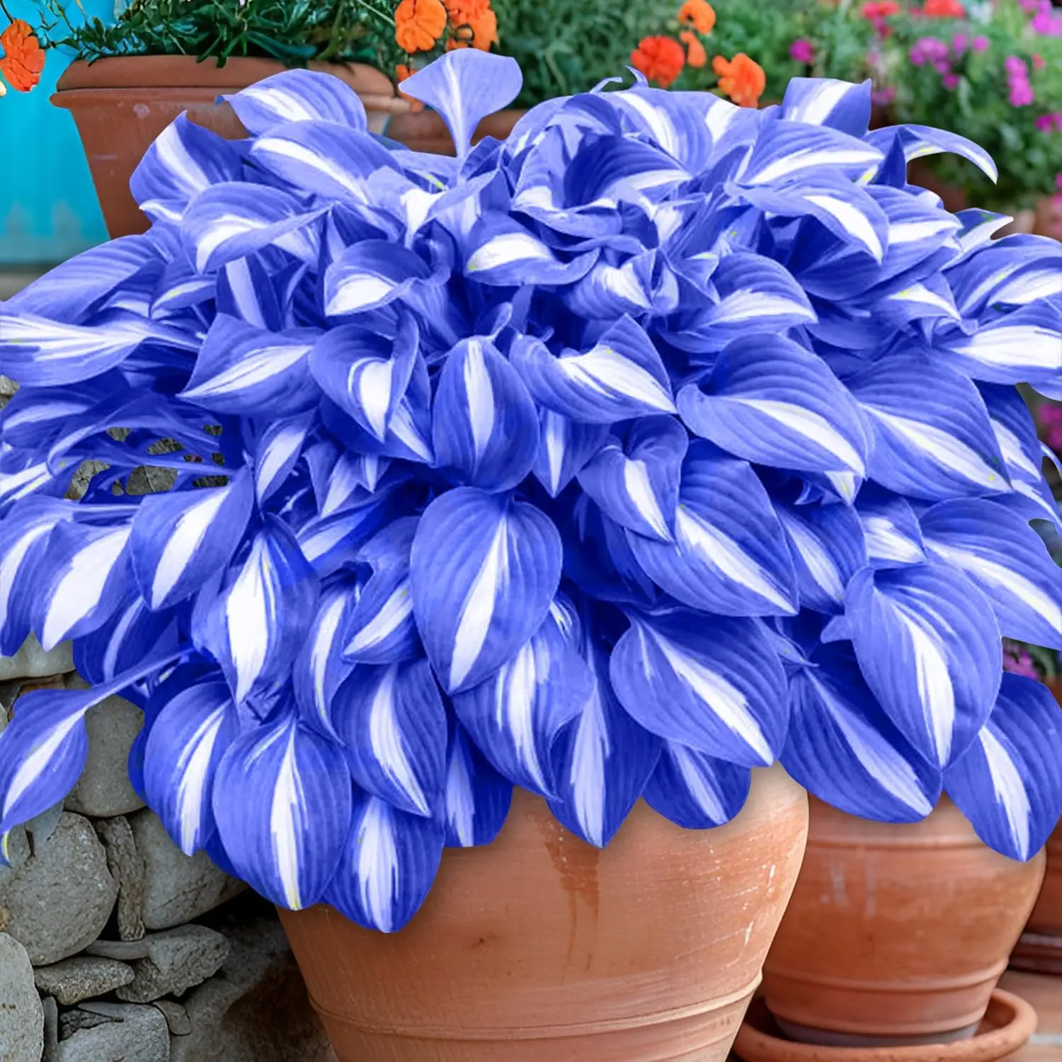 800 pcs Blue Hosta Seeds for Easy Outdoor Shade Gardening – Perfect for Your Garden