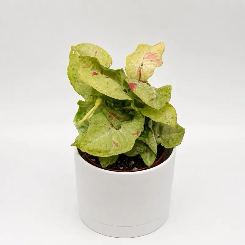 Syngonium Milk Confetti 4" Pot - Rare Collector's Plant with Variegated Leaves