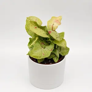 Syngonium Milk Confetti 4" Pot - Rare Collector's Plant with Variegated Leaves