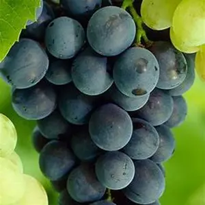 Glenora Grapes
