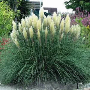 Ornamental Grass Seeds – Reed-like Feather Seeds, Dianthus Caryophyllus, Eupatorium Adenophorum, and Reed-like Grass for Beautiful Landscaping