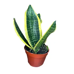4" Sansevieria Futura Superba – Snake Plant - Live Indoor Plant
