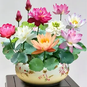 60 Pcs Mixed Color Bonsai Bowl Lotus Seeds – Beautiful Water Lily Flower Seeds for Pond Decor and Home Gardening