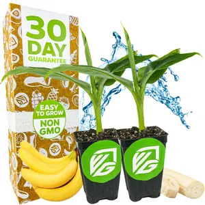 2-Pack Petite Fruiting Banana Plants - Musa by Wellspring Gardens - Live starter plants