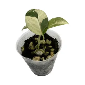 Monstera laniata mint