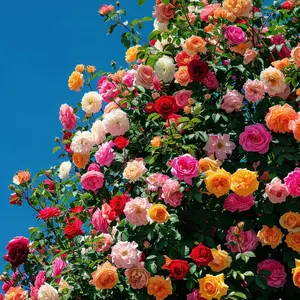 Mix Climbing Rose Seeds for Planting Outdoors Ornamental Climbing Flowers Rosa Bush Vine Climber Long-Blooming
