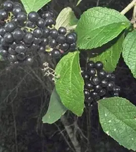 Callicarpa acuminata | Mexican Black Beautyberry | 20_Seeds