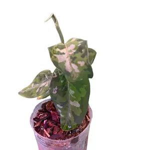 Aglonema pictum tri color