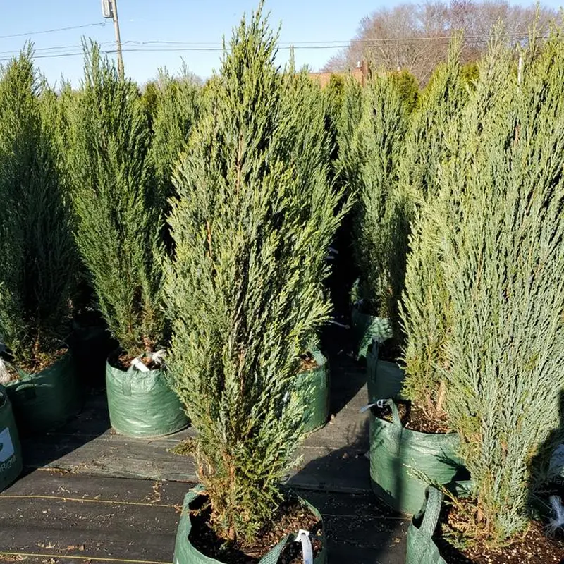 Blue Arrow Red Cedar