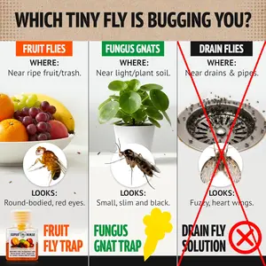 2-Pack Indoor Fruit Fly Traps | High-Effectiveness Fruit Fly Catchers Designed for Homes & Kitchens | Up to 3 Weeks of Efficacy Per Bottle | Safe for Children & Pets