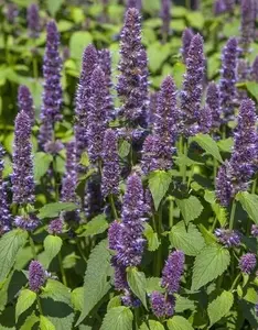 200+Hyssop Seeds Mint family Blue flowers Fragrant Perennial Herb Seeds USA