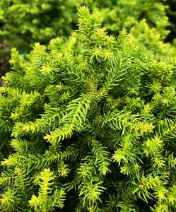 Mystery Conifer